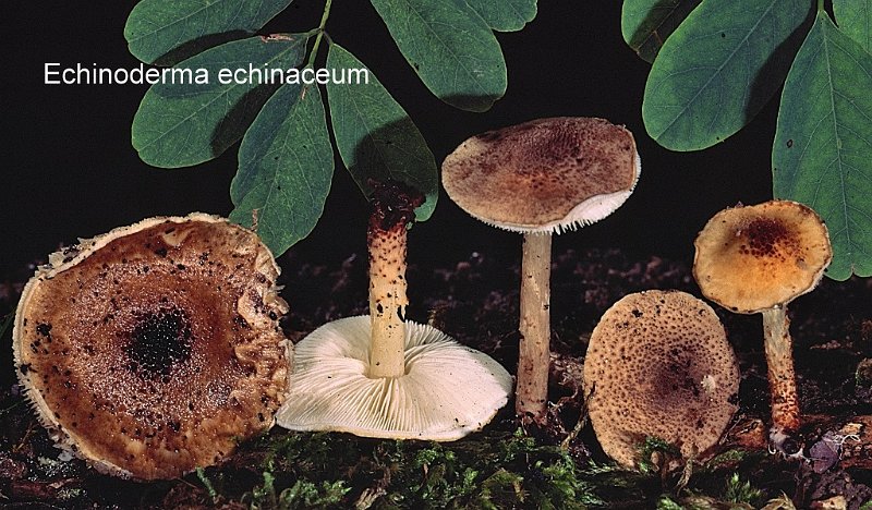 Echinoderma echinaceum-amf1985-1.jpg - Echinoderma echinaceum ; Syn1: Cystolepiota echinacea ; Syn2: Lepiota echinacea ; Nom français: Lépiote hérissée, Lépiote épineuse